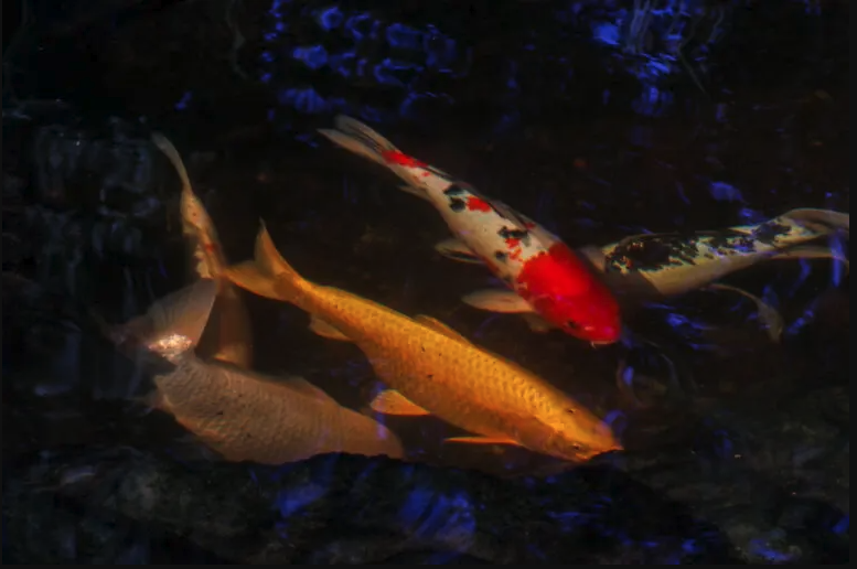 Koi Fish